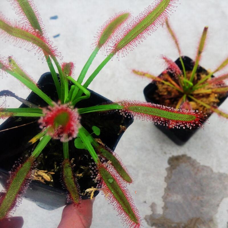 Drosera Capensis ( Cape Sundew )