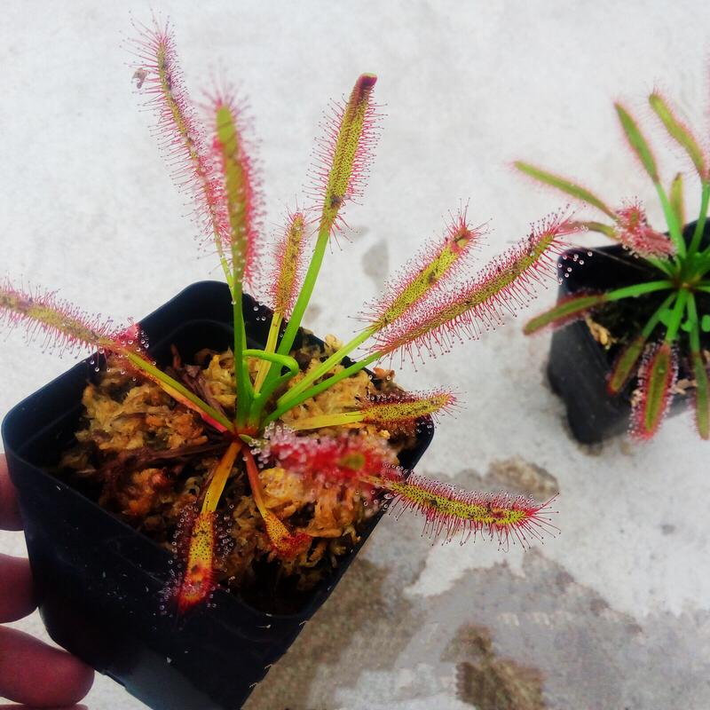 Drosera Capensis ( Cape Sundew )