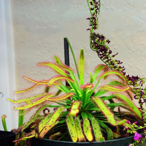 Drosera Capensis ( Cape Sundew )