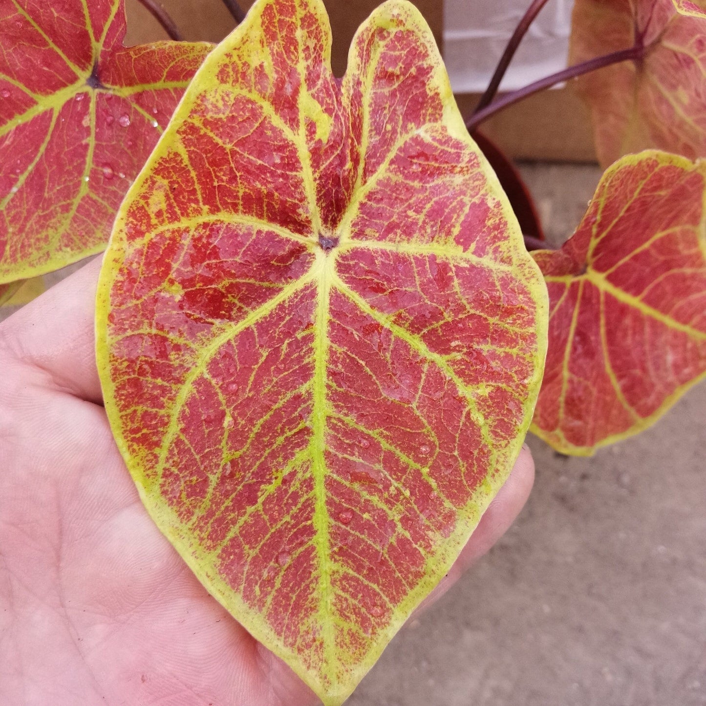 Caladium ' New Wave ' ( Caladium bicolor )