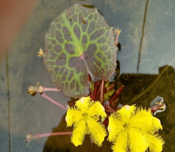 Turtleshell Nymphoides (Nymphoides peltatum)