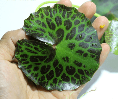 Turtleshell Nymphoides (Nymphoides peltatum)