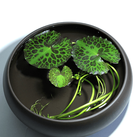 Turtleshell Nymphoides (Nymphoides peltatum)