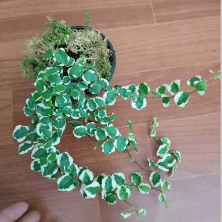 Climbing Vine 'Variegata' (Marcgravia spp.)