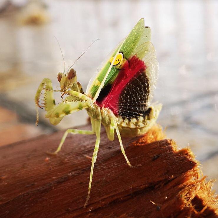 Creobroter nebulosus asian flower mantis