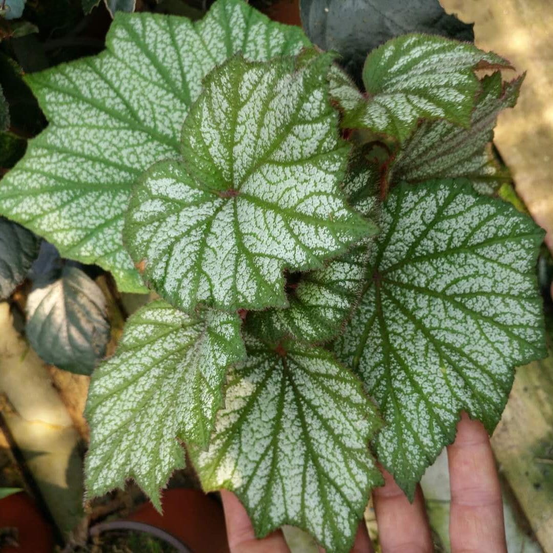 Begonia Sp (White)