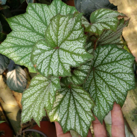 Begonia Sp (White)