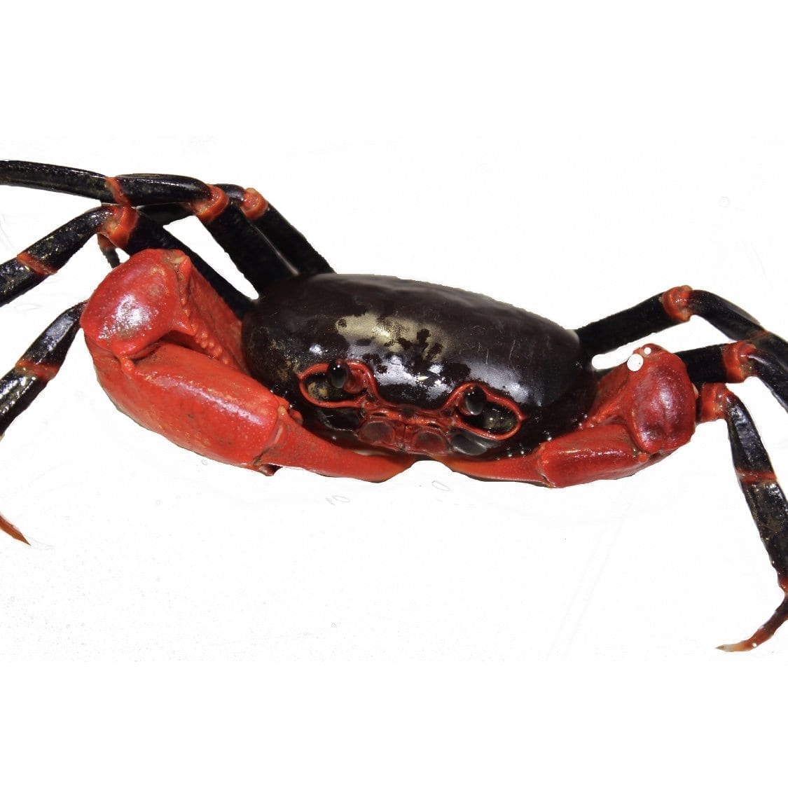 Black Lightning Crab (Tiwaripotamon vietnamicum)