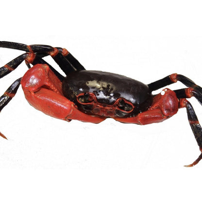 Black Lightning Crab (Tiwaripotamon vietnamicum)