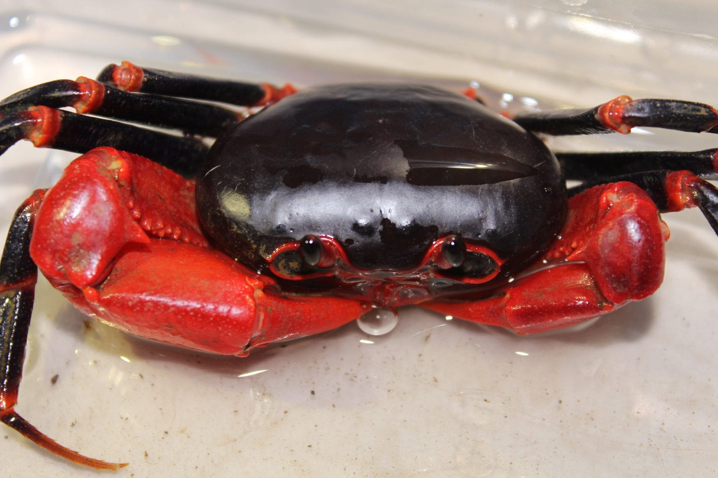 Black Lightning Crab (Tiwaripotamon vietnamicum)