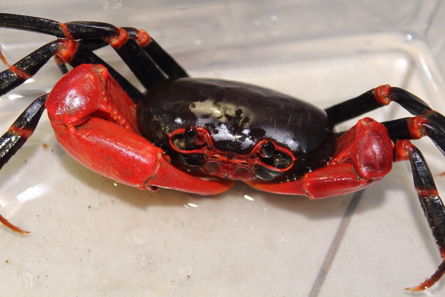 Black Lightning Crab (Tiwaripotamon vietnamicum)