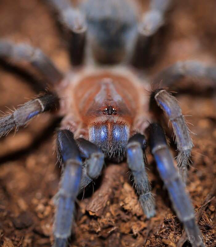 Costa Rican Blue Front Tarantula (Aphonopelma crinirufum)