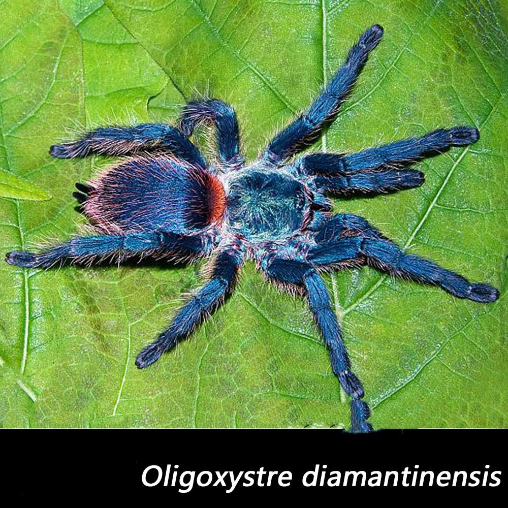Blue Dwarf Tarantula (Dolichothele diamantinensis)