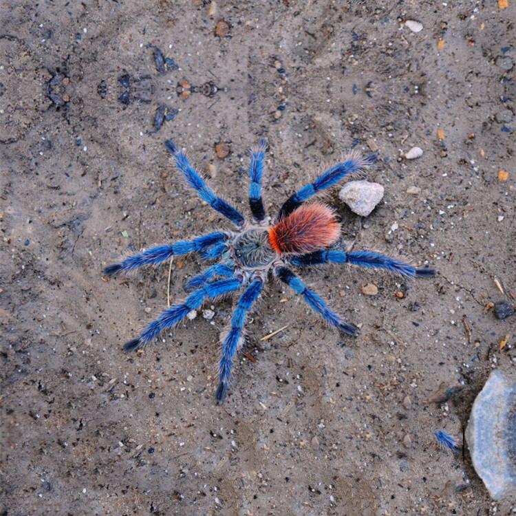 Blue Dwarf Tarantula (Dolichothele diamantinensis)