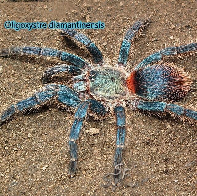 Blue Dwarf Tarantula (Dolichothele diamantinensis)