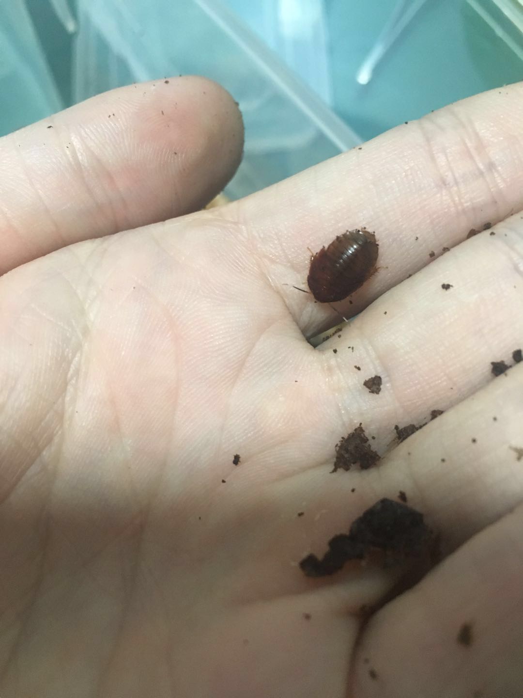 Eucorydia yasumatsui