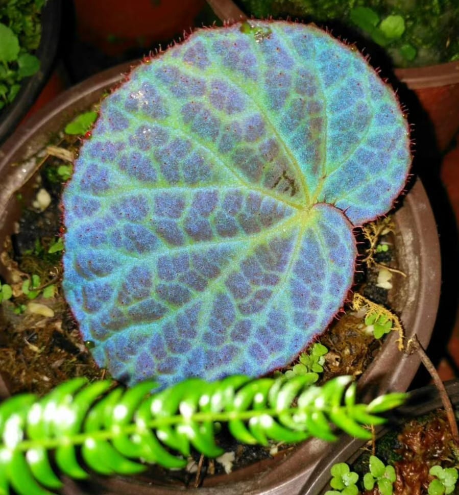 Begonia rockii