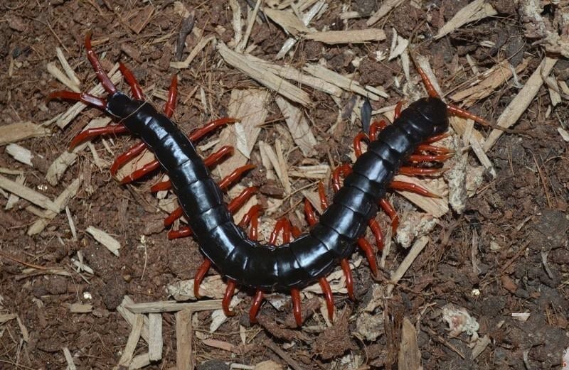 Laos Black&Red legs Centipede (Scolopendra subspinipes)