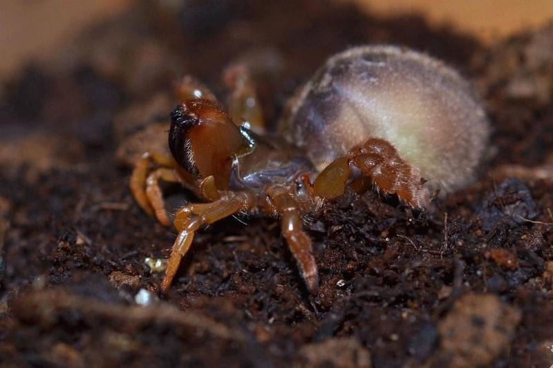 Orange Purse Web Spider (Calommata signata)