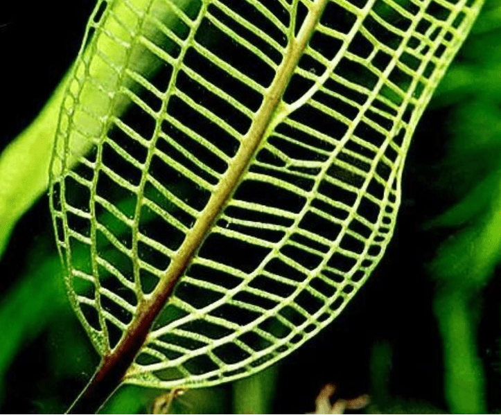 Madagascar Laceleaf (Aponogeton madagascariensis)