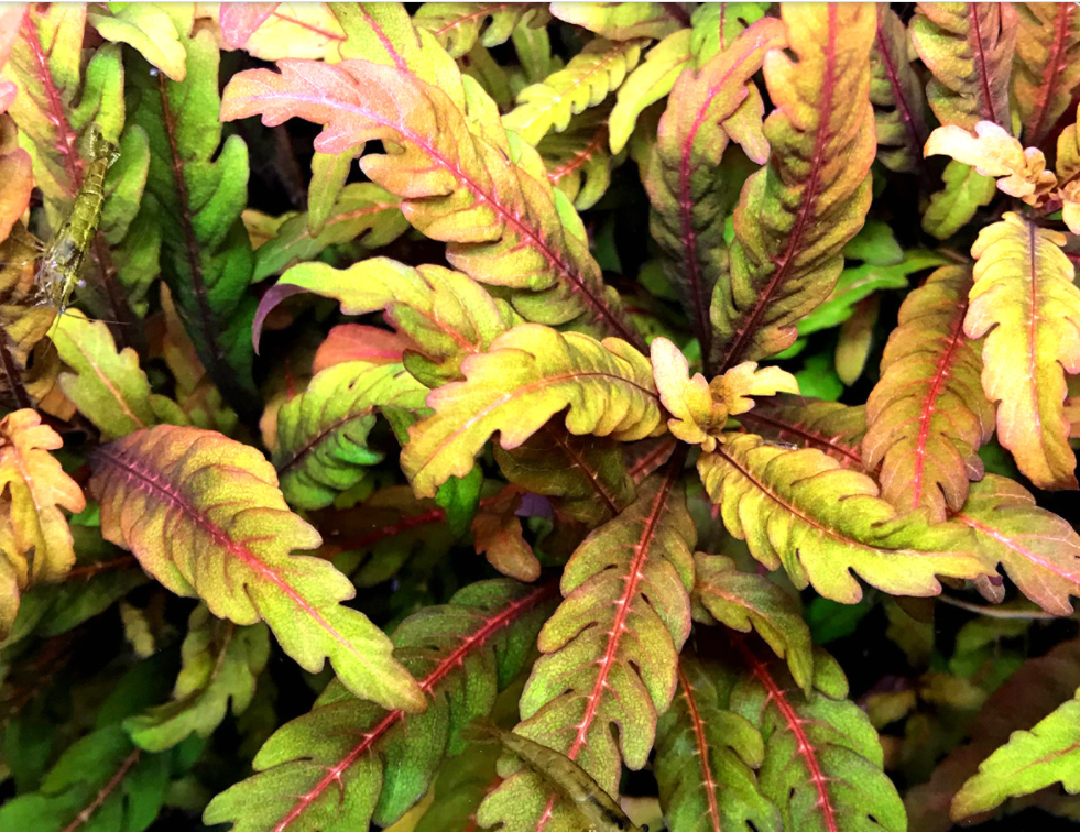 Fern Hygrophila (Hygrophila pinnatifida)