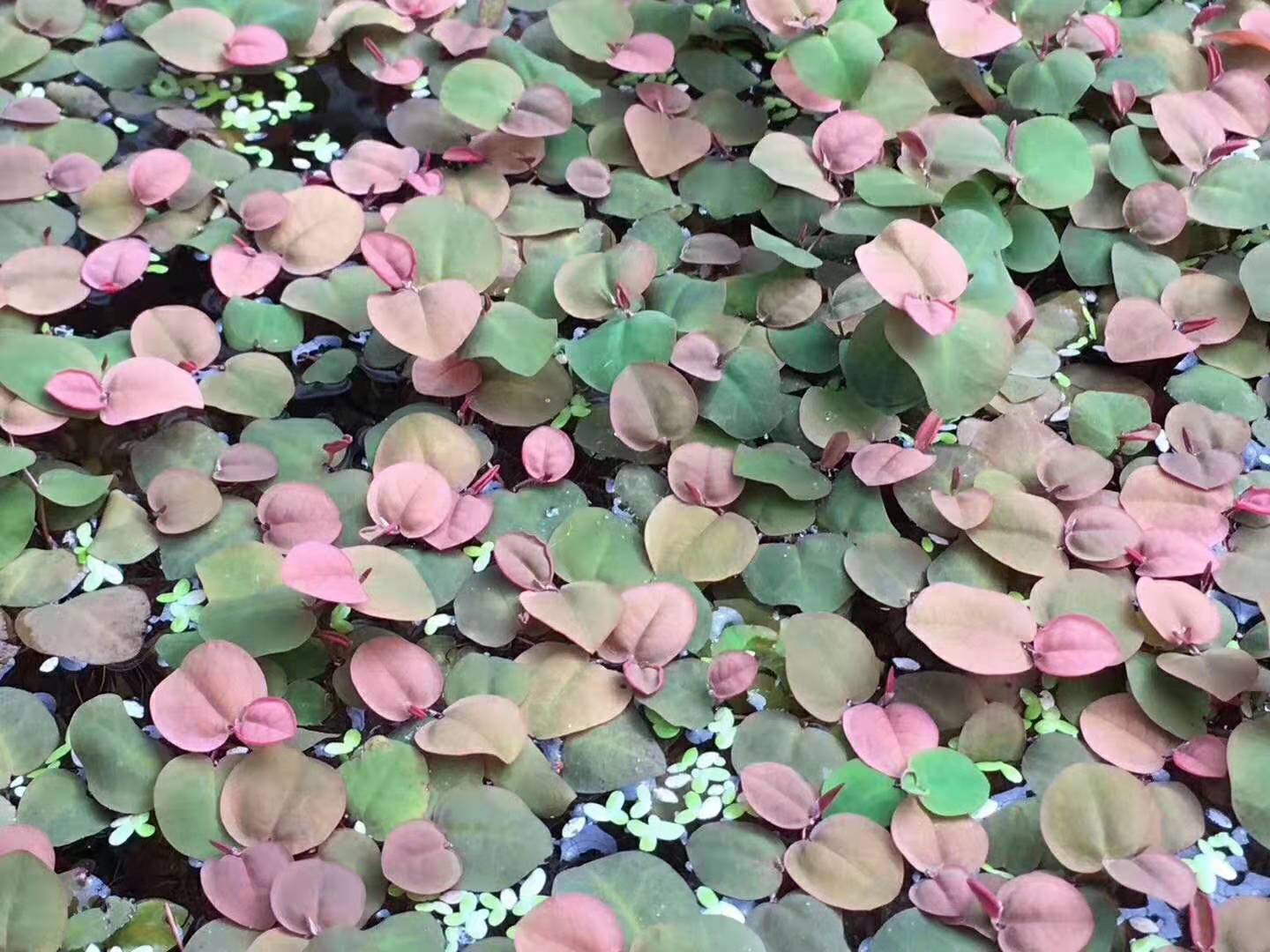 Red Root Floater (Phyllanthus fluitans)