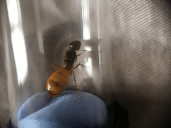 Ant colony camponotus turcestanus