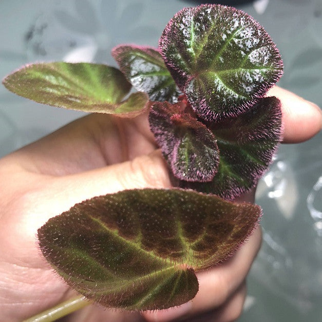 Begonia ' Bonita Shea '