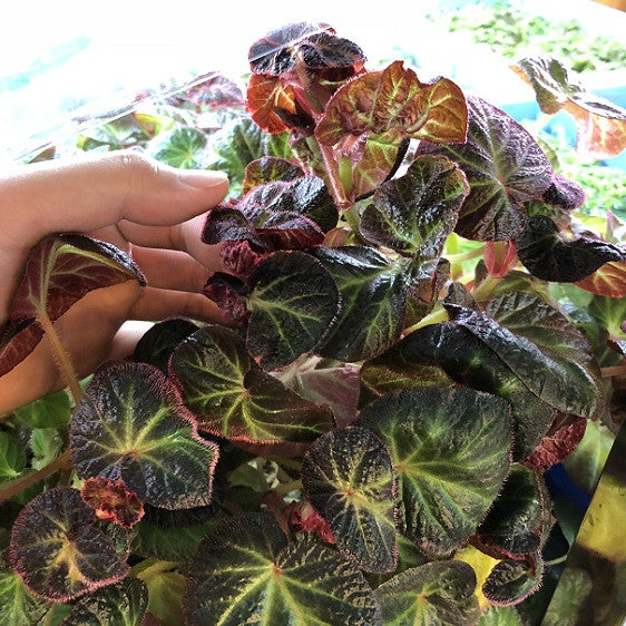 Begonia ' Bonita Shea '
