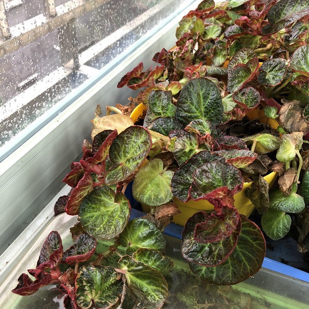 Begonia ' Bonita Shea '