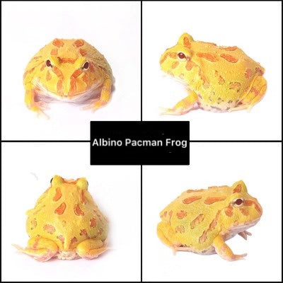 Albino Pacman Frog (Ceratophrys cranwelli)