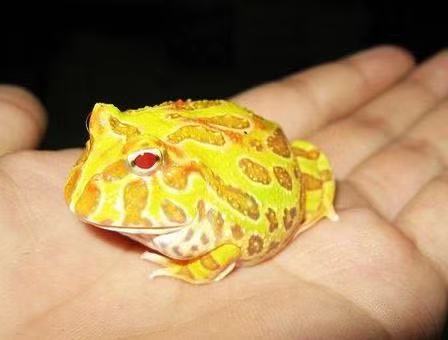 Albino Pacman Frog (Ceratophrys cranwelli)