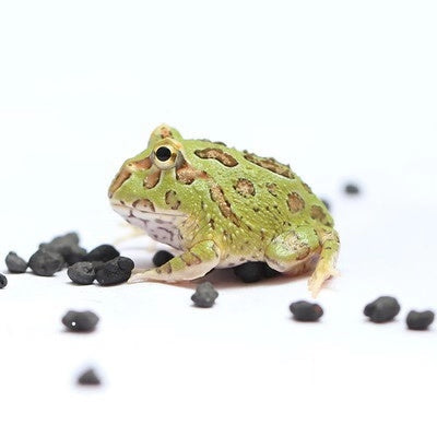 Green Pacman Frog (Ceratophrys cranwelli)