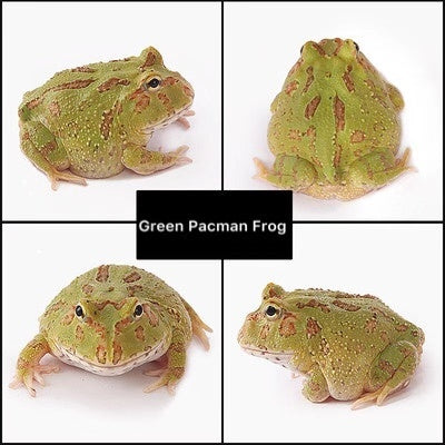 Green Pacman Frog (Ceratophrys cranwelli)