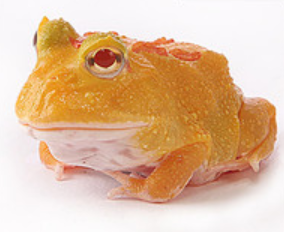 Albino 4 Spot Patternless PacmanFrog (Ceratophrys cranwelli)
