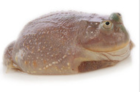 Budgett's Frog (Lepidobatrachus laevis)