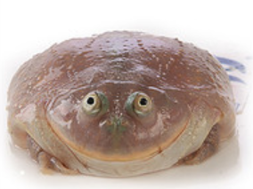Budgett's Frog (Lepidobatrachus laevis)