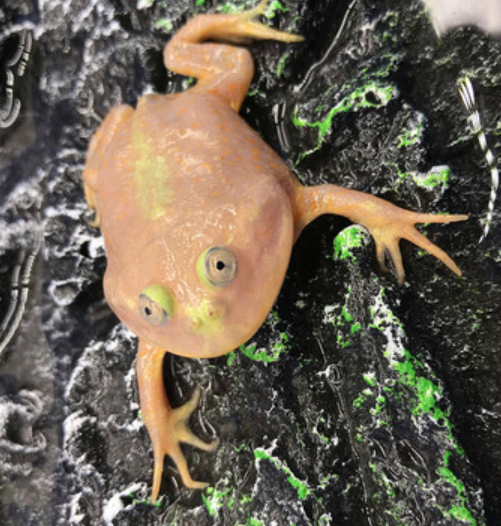 Budgett's Frog (Lepidobatrachus laevis)