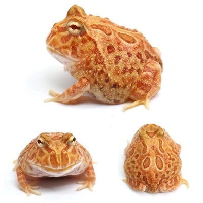 Pumpkin Pacman Frog (Ceratophrys cranwelli) for Sale My Home Nature