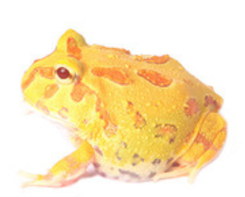 Albino Pacman Frog (Ceratophrys cranwelli)
