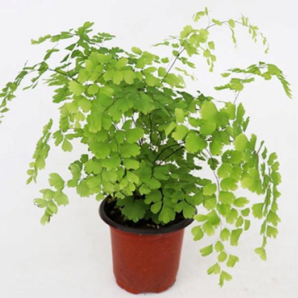 Adiantum capillus-veneris L.