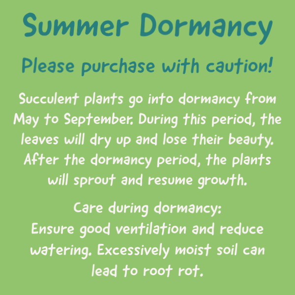 Succulents 'hians'