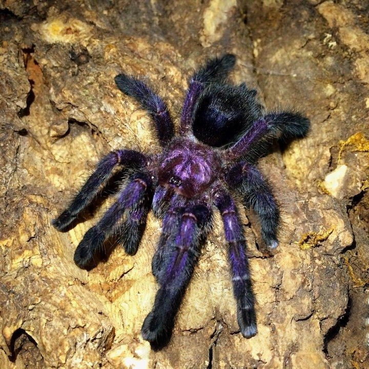 Purple Pinktoe Tarantula (Avicularia purpurea)