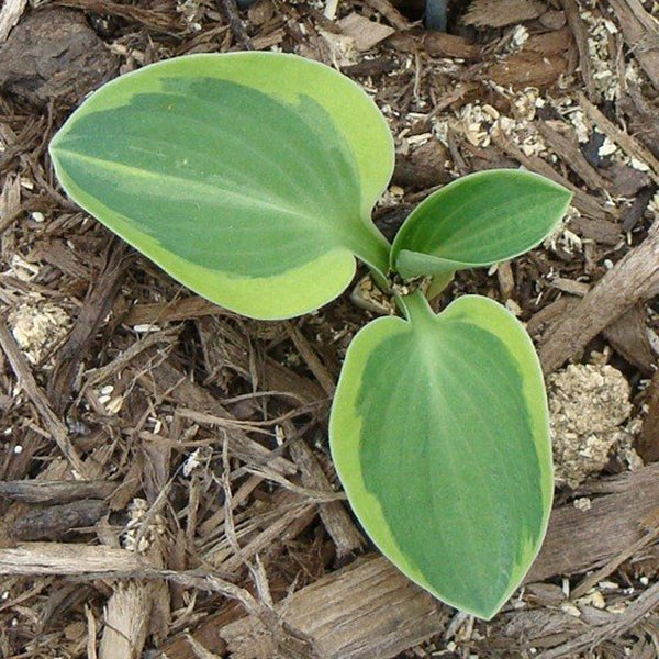 Frosted Mouse Ears Hosta