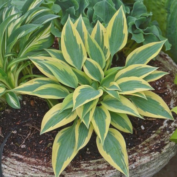 Virginia Reel Hosta