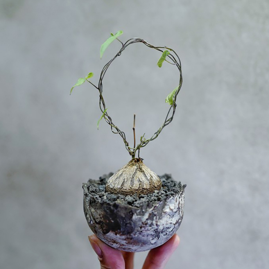 Dioscorea elephantipes (elephant's foot vine )