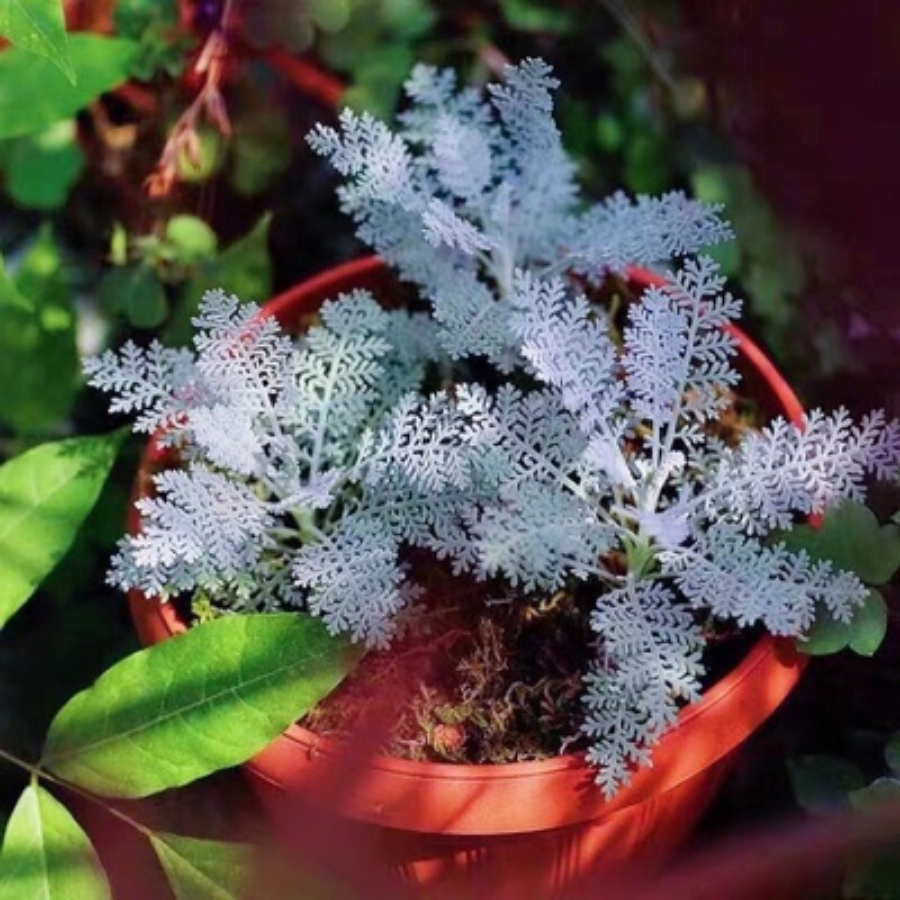 Senecio cineraria