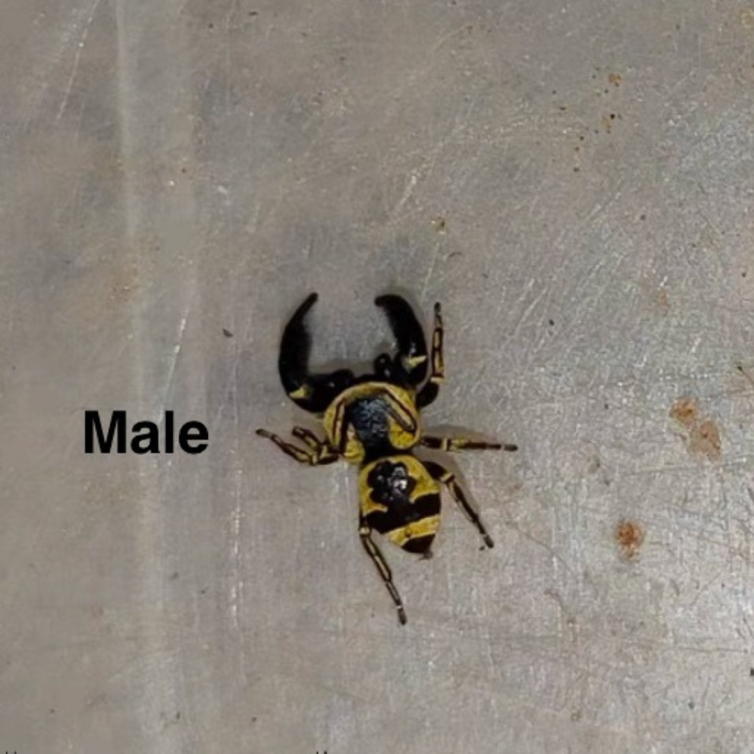 Fat Tiger Jumping Spider ( Rhene flavigera )