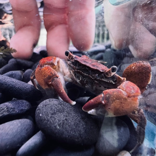 Pepper crabs (Hemigrapsus penicillatus)