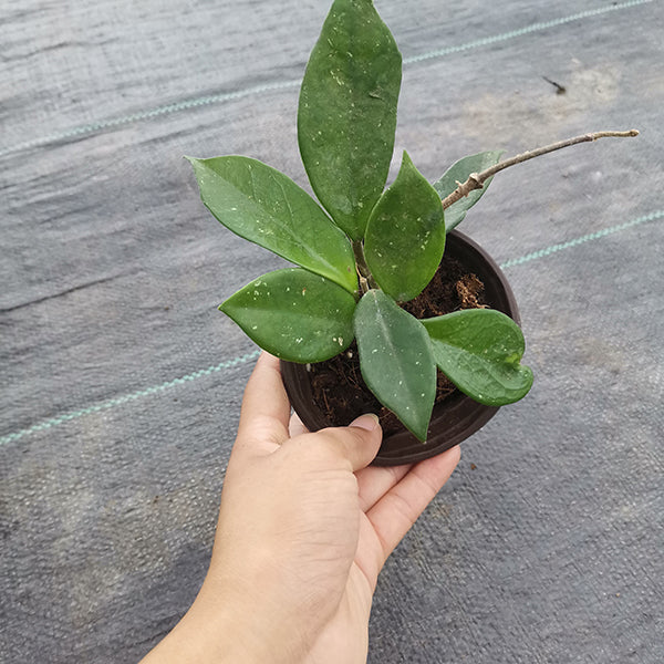 Hoya carnosa
